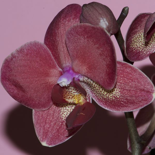 orchid flower d7000- FX 105mm macro...