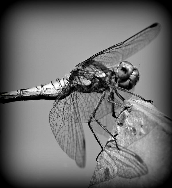 cropped dragonfly...