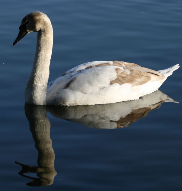Reflective Swan...