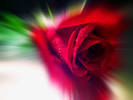 Red Rose!...