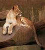 This young cub has found his favorite perch for th...