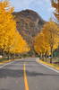 mellow yellow-country drive last autumn...