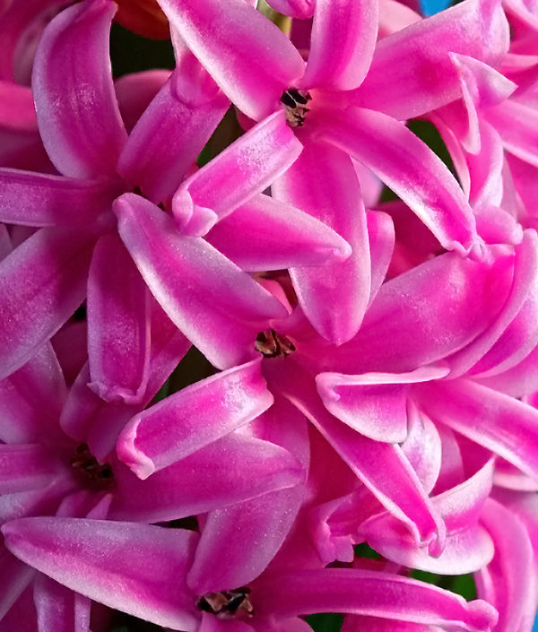 Pink Hyacinth flowers...