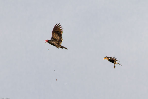 #4 buzzard drops food...
