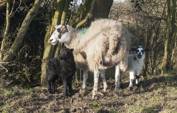 Mule ewe with 2 MuleX Hebridean lambs...