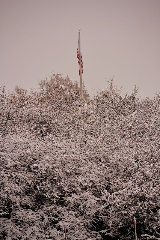 This flag was just sticking up through the trees...