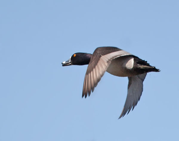 Ring-necked Duck (male)...