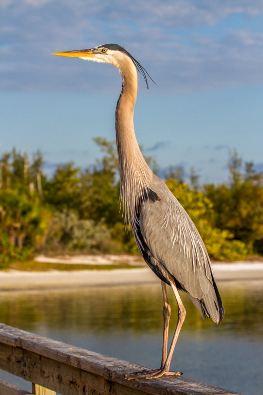 Catching some Rays (Great Blue Heron)...