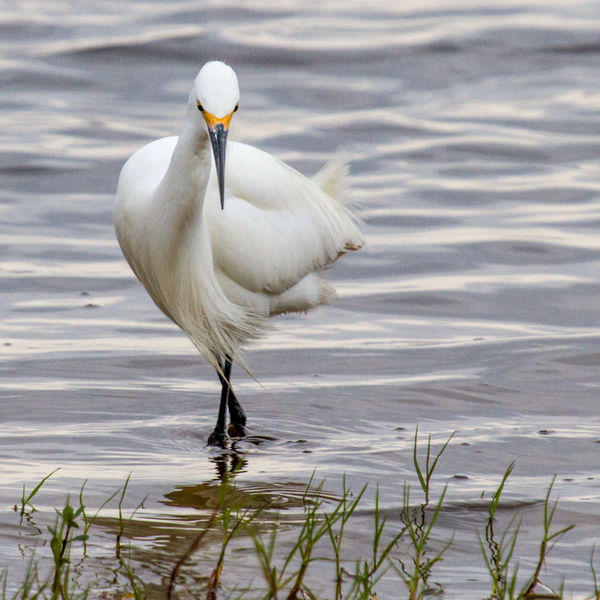 Strike a Pose (Snowy Egret)...