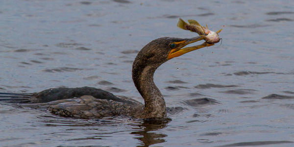 Cormorant with Catfish (look closely and you can s...
