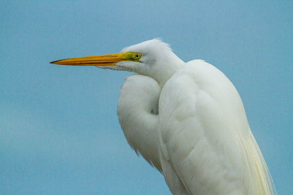 Portrait of a Great White Egret...