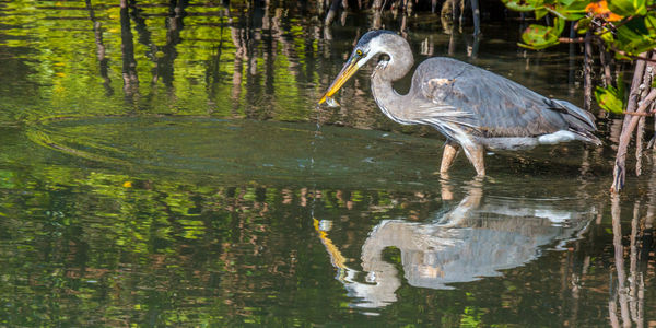 Lunch and Reflection (Tri-Colored Heron)...