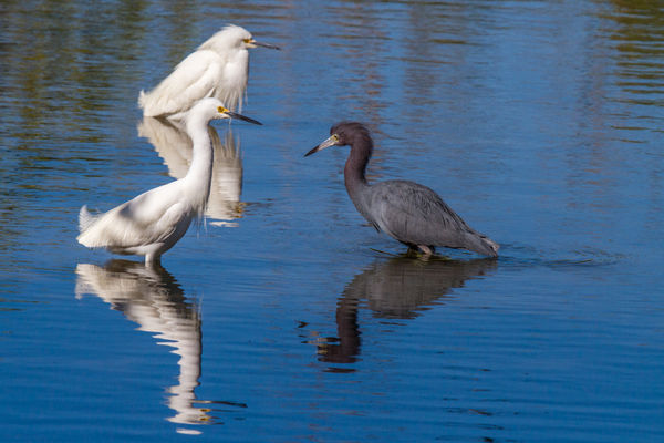 A Little Flirtation (Little Blue Heron and Two Sno...
