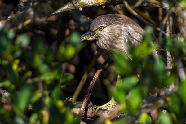 Juvenile Night Heron hiding in the Mangroves (This...