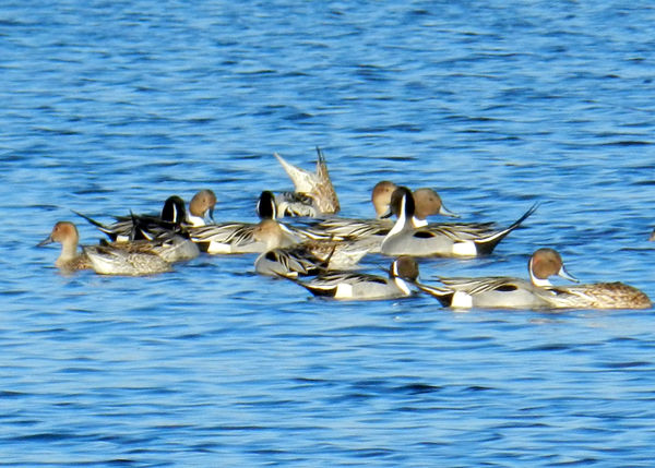 Northern Pintails...