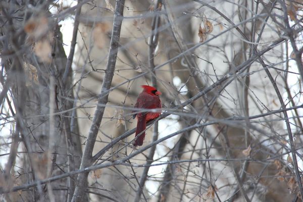 Red cardinal...