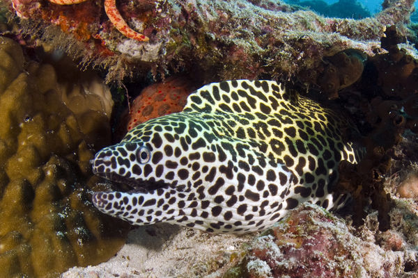 Spotted eel...