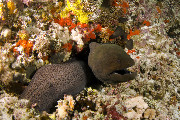 Green moray eel...