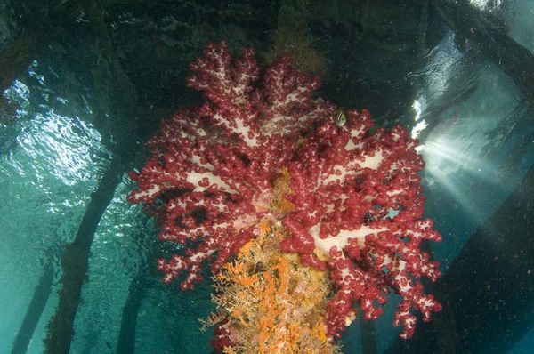 Soft corals on pilings...