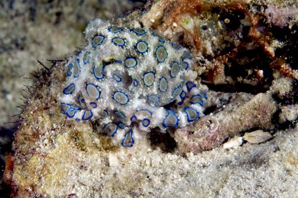 Blue ring octopus, very deadly...