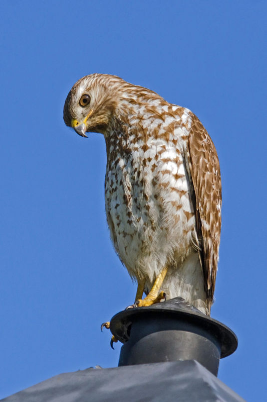 Red-shouldered Hawk (immature) Buteo lineatus...