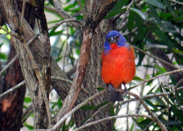 Male Painted Bunting...