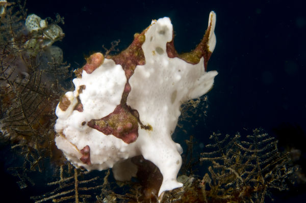 One more frogfish...