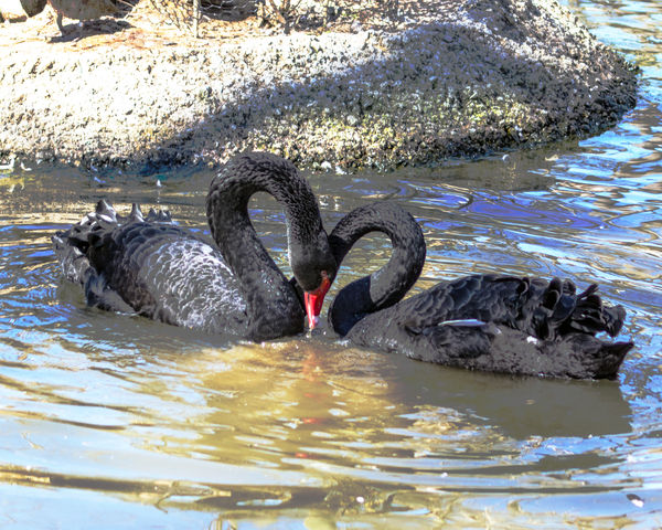 Black Swan mating dance...