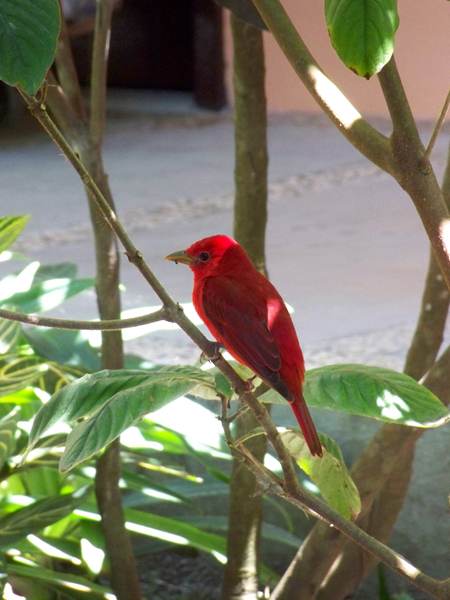 Red bird at our hotel...