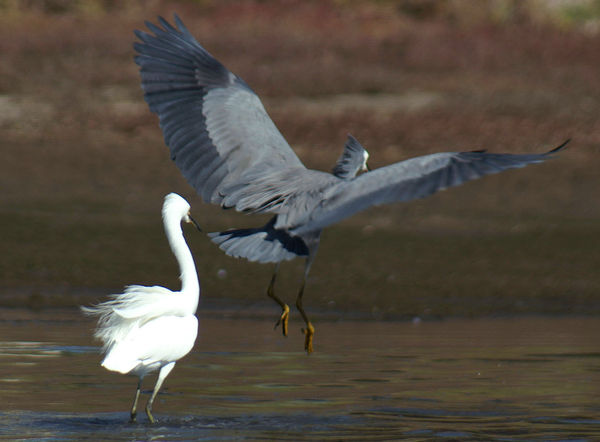 White Faced Heron and Little Egret...