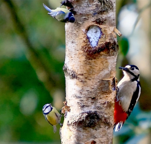 Woodpecker and friends...