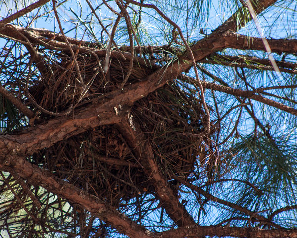 Big nest in the pine tree...