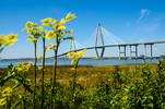 Spring along the Cooper River...
