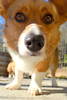 My Welsh Corgi checking out the camera...