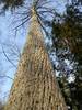 This mighty oak is located in the beautiful Pine C...