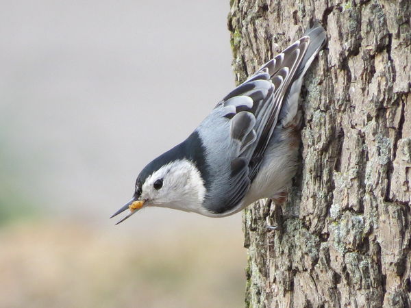 White Brested-Nuthatch, Eastwood Park...