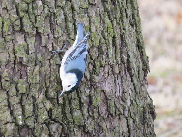 White Brested-Nuthatch, Eastwood Park...