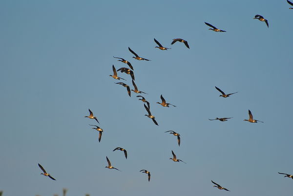 migrating canada geese...