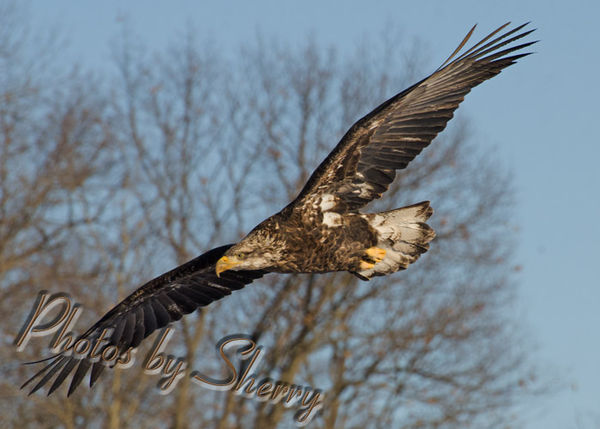 An Eaglet in flight...