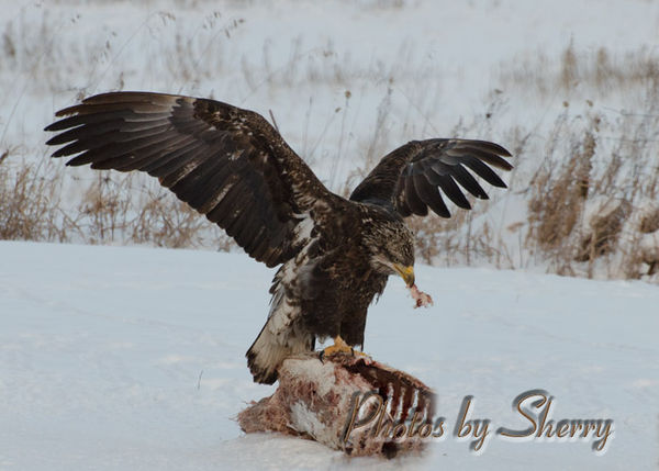 Eaglet feeding on a deer....