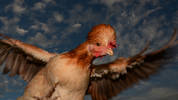 Attacking Game Chicken - Ambient -3 exposure. Flas...
