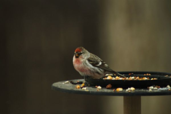 Common Red Poll...