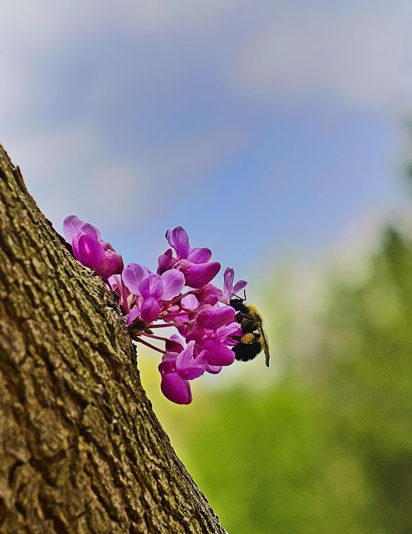 Bee taken with the Nikon 40mm macro...