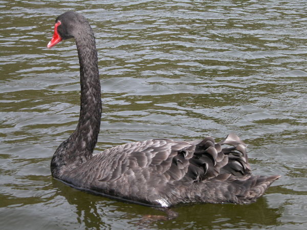 Black swan...