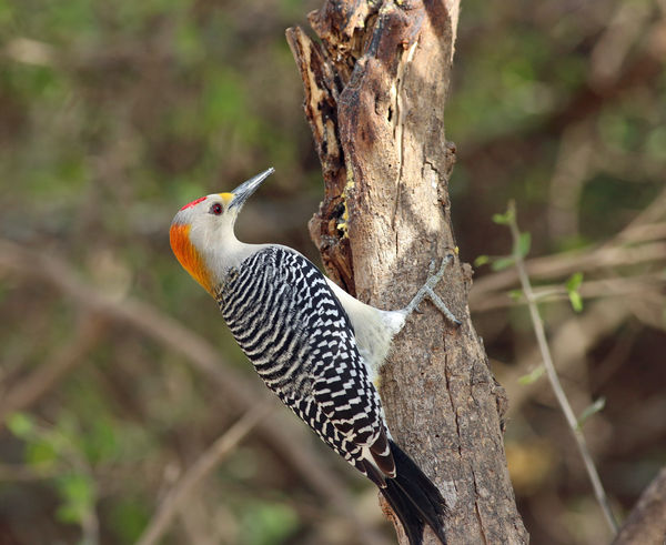 Golden-Fronted Woodpecker...
