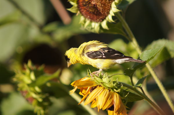 Bad Hair Day (American Goldfinch)...