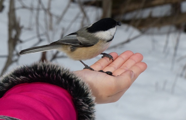 A Chickadee In The Hand-1/640 sec., ISO 100, 3.5 m...