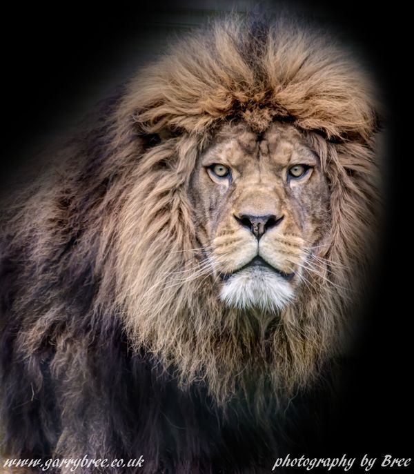 Barbary Lion...