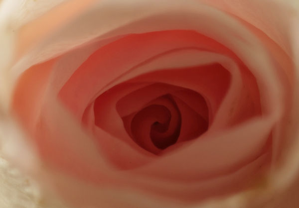 Eye of the Rose = 1/20s f4 ISO 100...