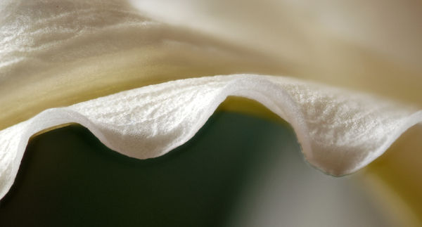 Curve of the Lilly = 1/20s f4 ISO 100...